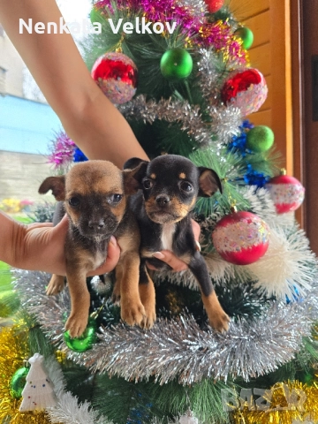 мини чиху пинчери