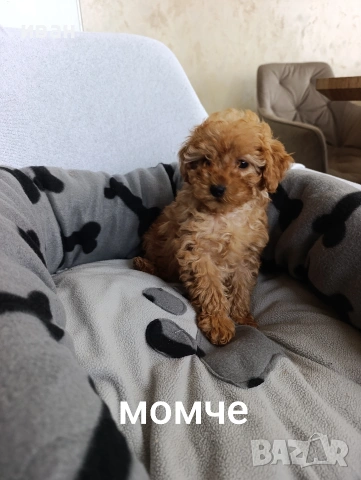 пудел момичета и момче, снимка 3 - Пудели - 53886788