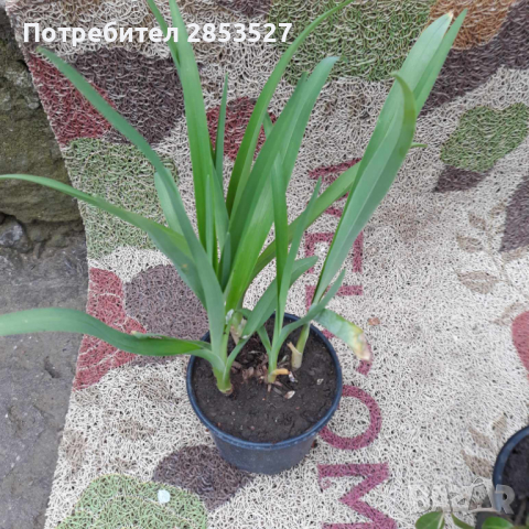 Хемерокалис и Мускари, снимка 2 - Градински цветя и растения - 44985966
