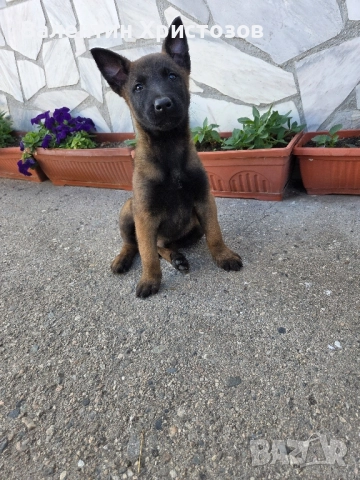 белгийска овчарка малиноа 