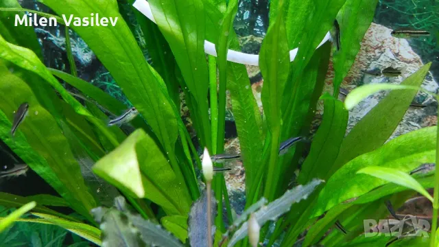 Corydoras Pygmaeus – Коридорас Пигмей, снимка 2 - Рибки - 50276036