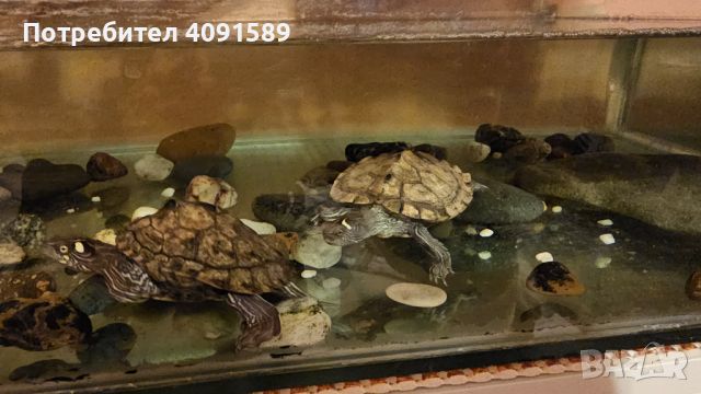 Земноводни костенурки с аквариум