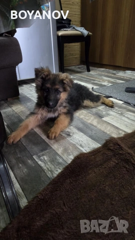 немски овчарки, снимка 15 - Немска овчарка - 52222806