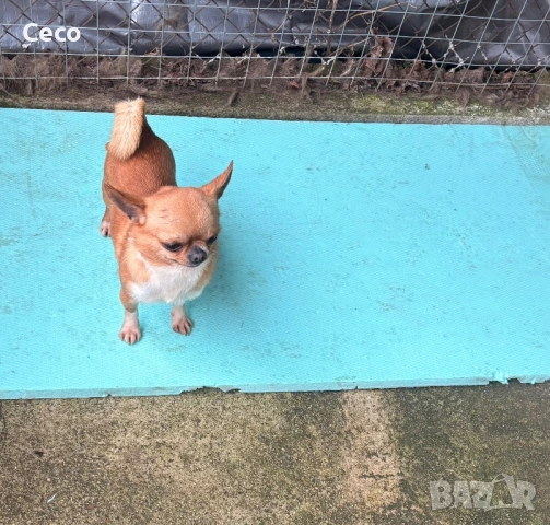Чихуахуа , снимка 2 - Чихуахуа - 53513137