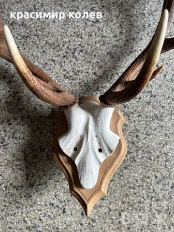 ловен трофей от благороден елен, снимка 2 - Антикварни и старинни предмети - 53393082