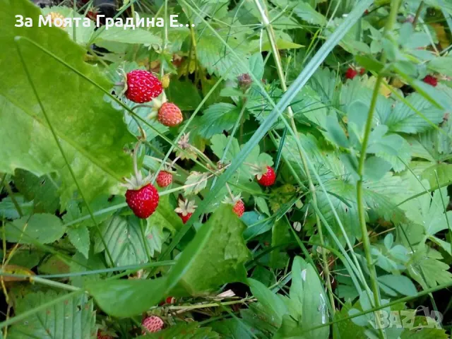 Горска ягода 🍓, снимка 3 - Разсади - 49459814