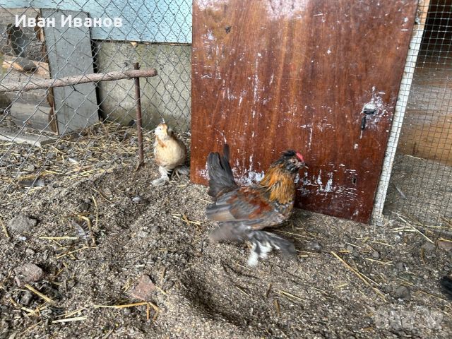 Гълъби Монахини, Испенч, снимка 8 - Кокошки и пуйки - 45120515