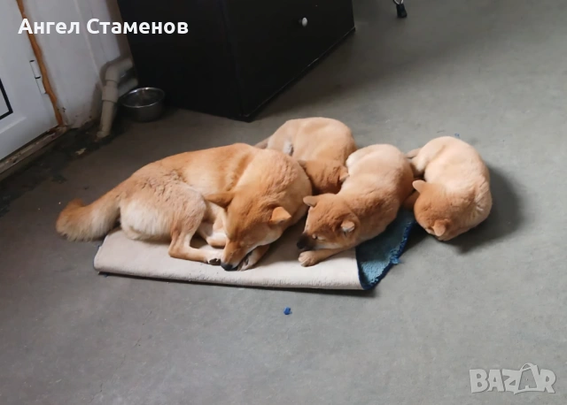 Кученца Шиба Ину 