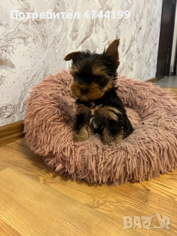 Йоркширски териер- 45 дни , снимка 2 - Йоркширски териер - 53570169