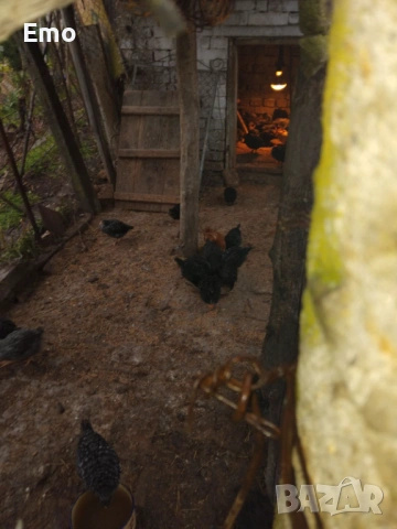 Продавам пилета на 2 месеца Супер Харко и Доминат снасят цветни яйца, снимка 7 - Кокошки и пуйки - 53517522