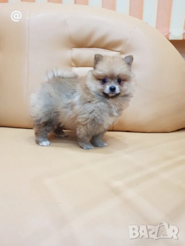 Померан померанчета Гр. София снимки от днес 05.12.2025г, снимка 6 - Померан - 52665938