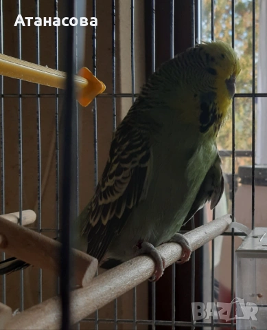 Социални изложбени вълнисти папагали, двойка, снимка 2 - Папагали - 53130164