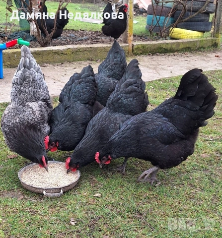 пиленца и оплодени яйца Разград , снимка 4 - Кокошки и пуйки - 54010928