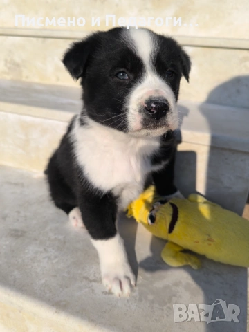 Подаряват се кученца , снимка 2 - Други - 53709434