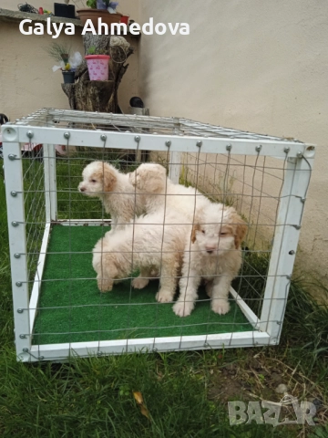 Лагото романьоло , снимка 8 - Други - 52513113