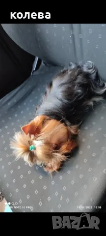 Мини йорки джудже търси приятелка , снимка 1