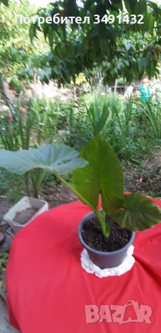 Трилистник 