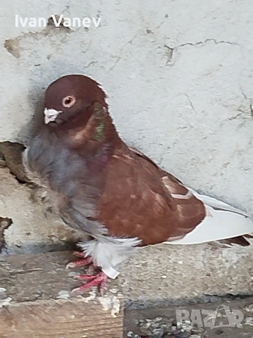 декоративни, снимка 5 - Гълъби - 54241635