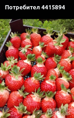 Разсад ягоди и малини , снимка 4 - Разсади - 53893507