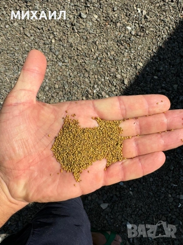 Семе, люцерново семе , снимка 3 - Сортови семена и луковици - 53023040