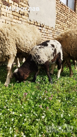 ЗАМЕНЯМ АГНЕ ЗА МЛЕЧНА КОЗА, снимка 5 - Овце - 54124431