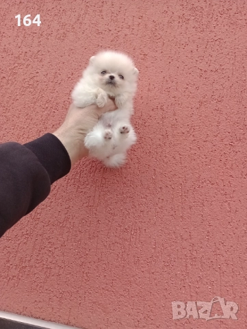 Женски мини Померан , снимка 5 - Померан - 52908522