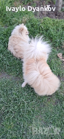 Померанче , снимка 4 - Померан - 54114949