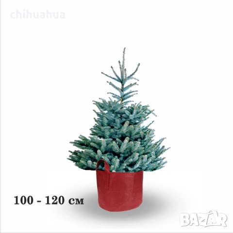 ЖИВИ Коледни елхи В САКСИЯ, с корени - ПРОМО -50%