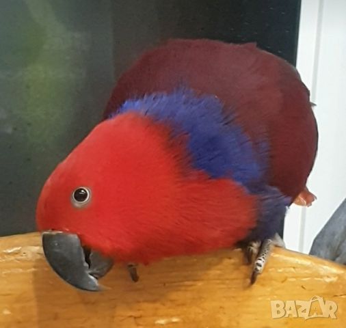 Продавам Еклектус- говорящ папагал, снимка 1 - Папагали - 40414318