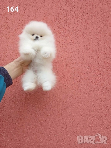 Бели мини Померани. Реални снимки ! , снимка 5 - Померан - 54159948