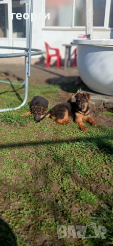 Малки Немски Овчарки, снимка 11 - Немска овчарка - 52824581