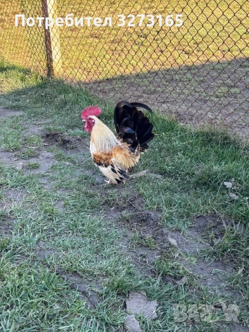 Декоративно петле 