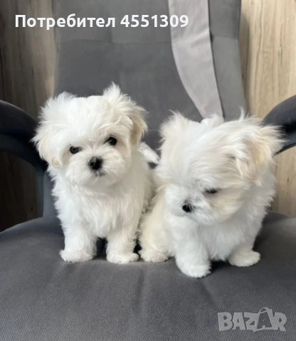 Малтийска болонка мини.