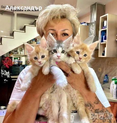 Котенца Мейн Куун с родословие, снимка 5 - Мейн кун - 53618290