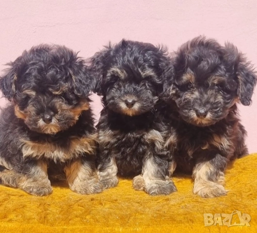 ЙоркиПу, снимка 2 - Йоркширски териер - 53757002