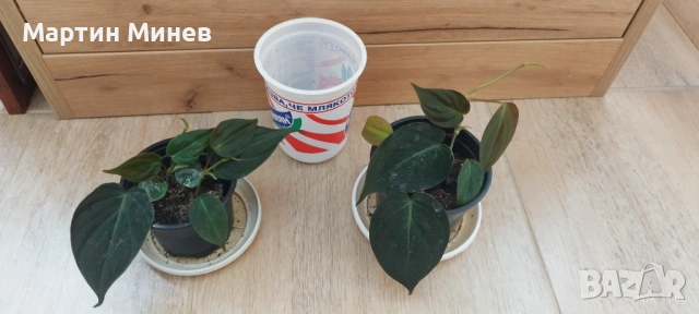 Филодендрон (Philodendron) «Micans» (лиана/увивни) , снимка 3 - Стайни растения - 52093330