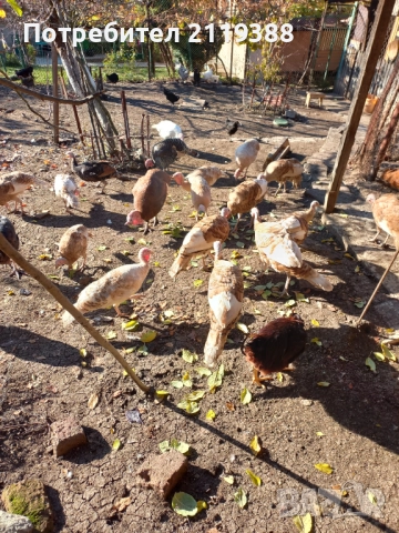Пуйки на 7 месеца.1бр Мъжки и 4бр женски, снимка 6 - Кокошки и пуйки - 52678683