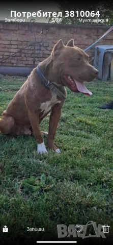 Чистокръвни Питбули Red Nose със родословие, снимка 2 - Питбул - 53367853