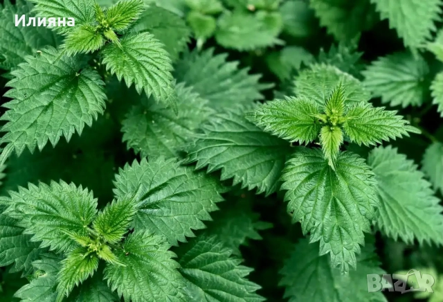 Самардала,Коприва,Лапад,Глог,Шипка,Песто от Коприва,Манголд,Розмарин, снимка 10 - Сортови семена и луковици - 44686395