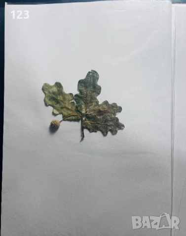 Хербарии по Биология, снимка 6 - Ученически пособия, канцеларски материали - 52644053