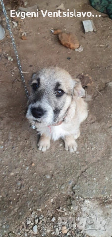 подарявам кученца, снимка 5 - Други - 53853367
