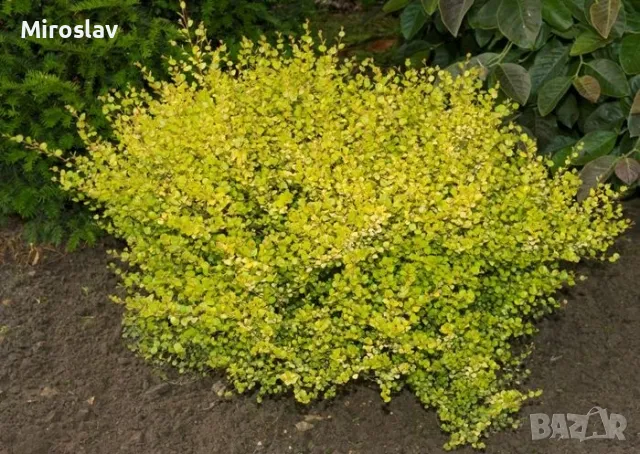 Жълта Бреза Джудже, снимка 2 - Градински цветя и растения - 50109832
