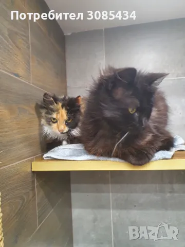 Хотел за котки София, снимка 4 - Други - 49785878