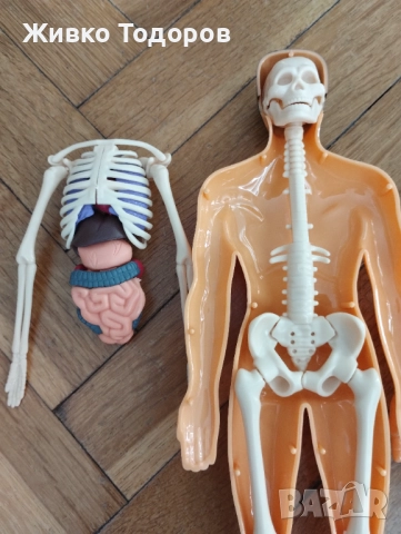Образователна анатомична фигура - Човешко тяло 3D, 29.5см, снимка 5 - Образователни игри - 51702687