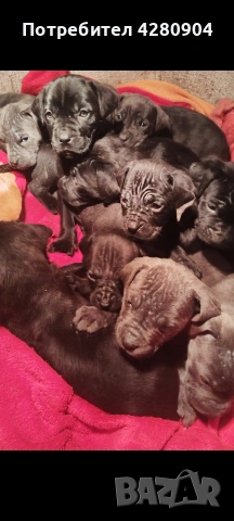 кане корсо бебета, снимка 5 - Кане корсо - 53035265