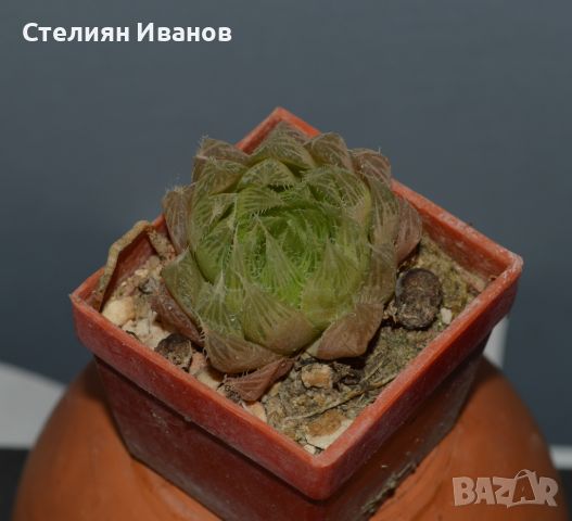 Хавортия на Купър (Haworthia cooperi), снимка 2 - Стайни растения - 37398404