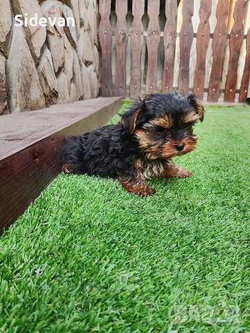 Йоркширски териер , снимка 1 - Йоркширски териер - 53695539