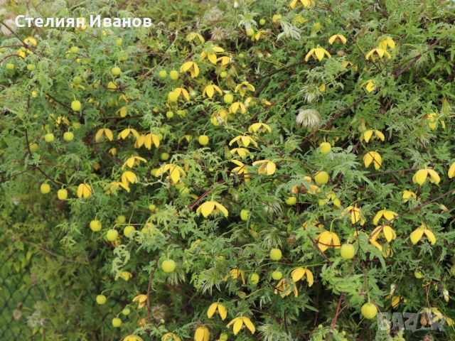 Жълт клематис, източен клематис (Clematis orientalis), снимка 1 - Градински цветя и растения - 46590568