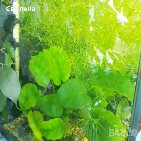 Плаващ роголистник, Анубиас нана