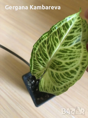 Syngonium Batik , снимка 3 - Стайни растения - 50507401